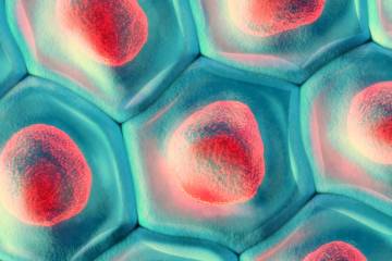 Cell nucleus