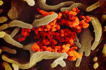 Coronavirus